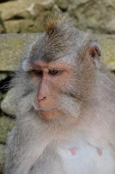 Krabbenfressende Makaken oder Langschwanzmakaken oder Macaca fascicularis — Stockfoto