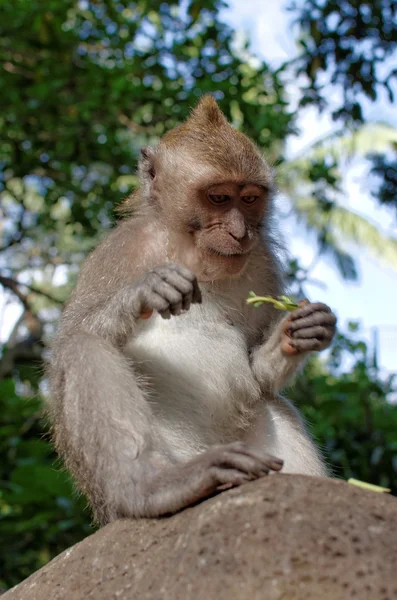Yengeç yiyen makak veya uzun kuyruklu makak veya macaca fascicularis — Stok fotoğraf