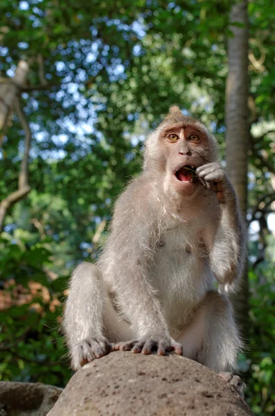 Crab-eating macaque or long-tailed macaque or macaca fascicularis — Stock Photo, Image