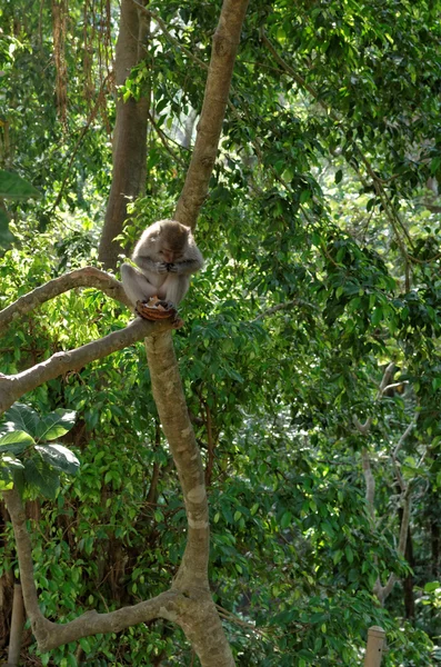Ormanda uzun kuyruklu makak — Stok fotoğraf