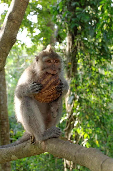 Crab-eating macaque eating coconut — Stok fotoğraf