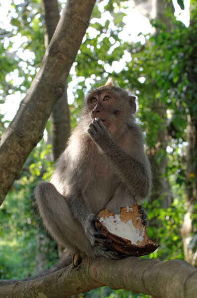 Crab-eating macaque eating coconut