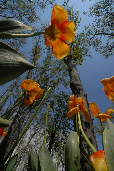 黄色郁金香花园中 — 图库照片