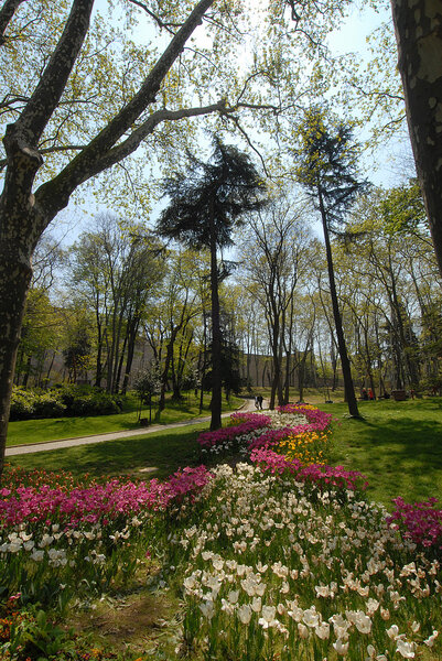 Тюльпаны в садах Стамбула
