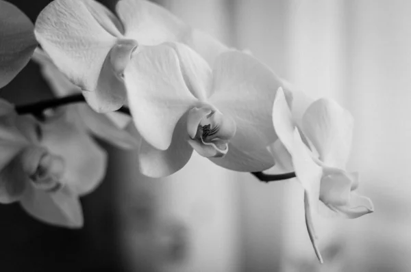 Flor de orquídea — Foto de Stock