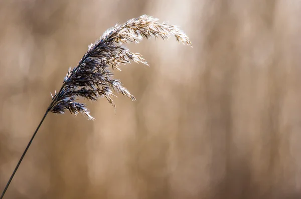 Minimalism — Stock Photo, Image