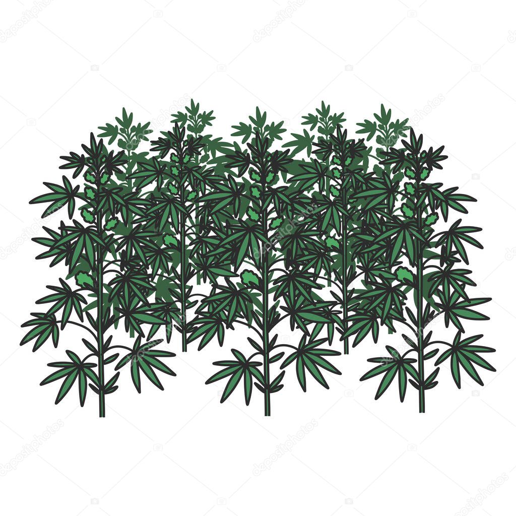 marijuana plantation doodle icon, vector illustration