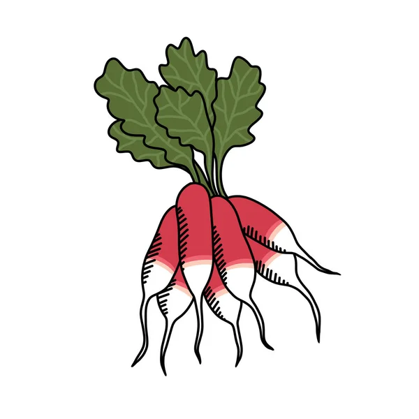 Radish Doodle Icon Vector Illustration — Stock Vector