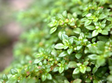 Kapalı yeşil Pilea mikro bitkileri ormandaki ağaç kabuğunda yosunlu arka plan bulanık ve kart tasarımı için yumuşak odaklı