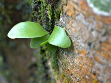 Arkaplan ya da doku için soyut, bulanık ağaç kabuğu