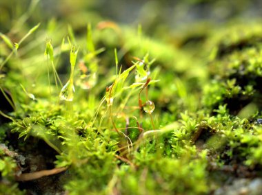 Yakın çekim makro taze yeşil yosun bitkisi orman yeşil bulanık arka planda 