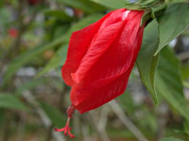 Kapalı kırmızı balmumu yaprakları, Malvaviscus arboreus çiçekleri bahçede bulanık arka plan, makro görüntü, kart tasarımı için yumuşak odak