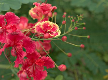Closeup red Royal poinciana ,Caesalpinioideae flower plants in garden with soft focus and blurred background ,macro image ,orange flowers clipart