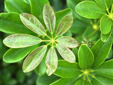 Bahçedeki Dwarf şemsiyesi yaprakları, arka plan için Schefflera arboricola yaprağı.