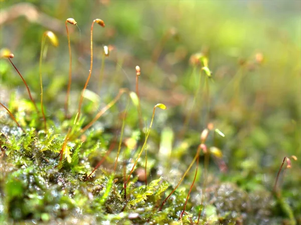 Fechar Macro Fresco Verde Musgo Planta Floresta Verde Desfocado Fundo — Fotografia de Stock