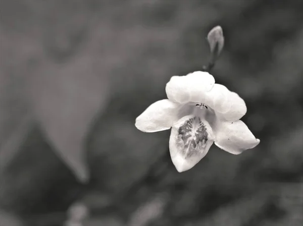 Κοντινό Πλάνο Θολή Λευκό Asystasia Gangetica Λουλούδι Φυτά Στον Κήπο — Φωτογραφία Αρχείου