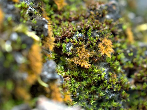 Muschio Verde Primo Piano Sulla Corteccia Dell Albero Nella Foresta — Foto Stock