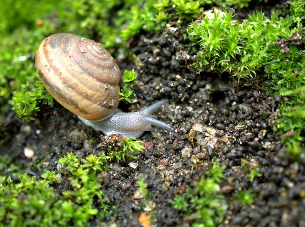 Gros Plan Macro Escargot Noir Arianta Arbustorum Escargot Jardin Marchant — Photo