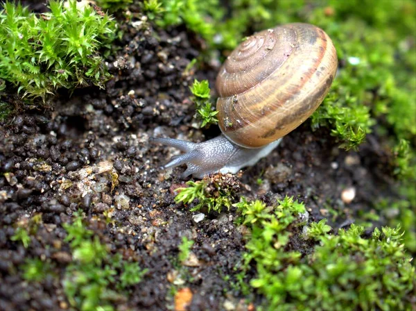 Gros Plan Macro Escargot Noir Arianta Arbustorum Escargot Jardin Marchant — Photo