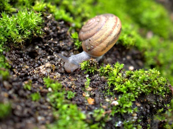 Closeup Macro Black Snail Arianta Arbustorum Garden Snail Walking Green — Stock Photo, Image