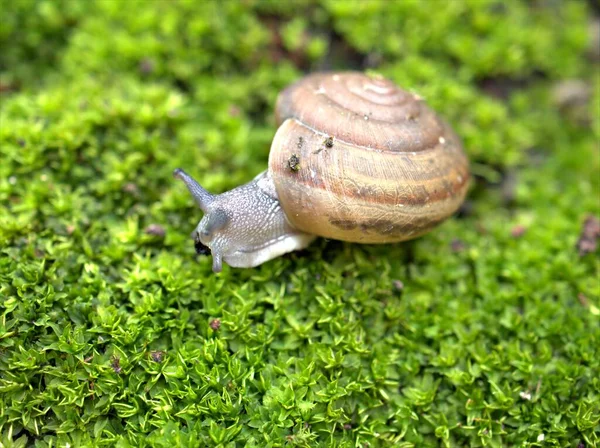 Gros Plan Macro Escargot Noir Arianta Arbustorum Escargot Jardin Marchant — Photo