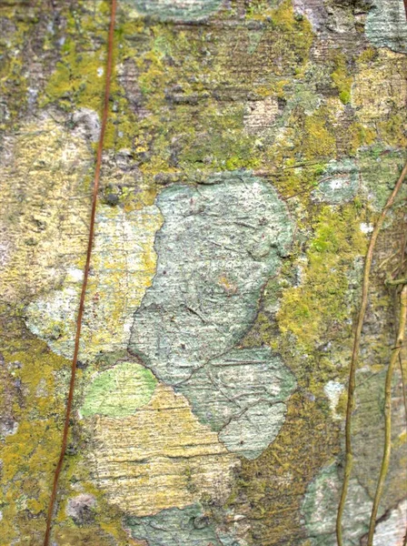 Абстрактная Гладкая Размытая Кора Дерева Текстуры Фона — стоковое фото