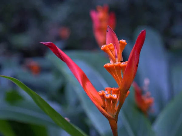 Closeuo Piros Sárga Heliconia Psittacorum Virág Kertben Homályos Háttér Makro — Stock Fotó