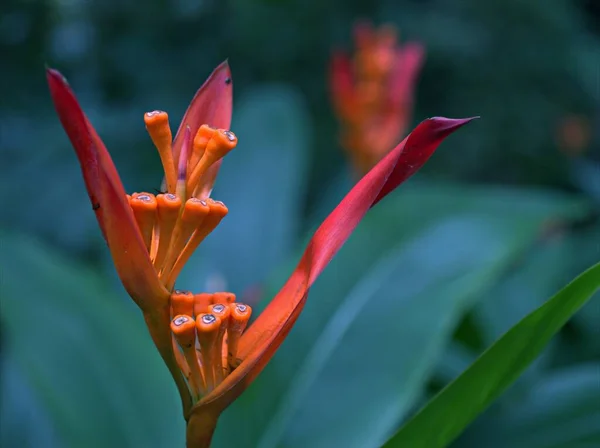 Closeuo Red Heliconia Psittacorum 정원에 매크로 이미지 디자인에 — 스톡 사진