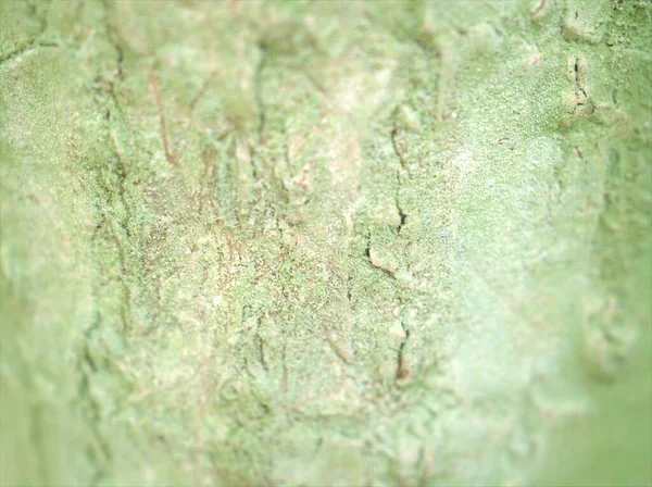 Abstract Seamless Blurred Bark Tree Texture Background — Stock Photo, Image