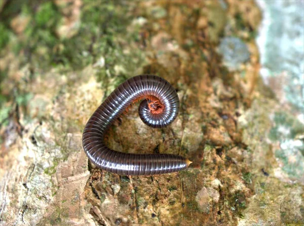 Крупный План Макро Spirostreptus Wildlife Archispir Ostreptus Gigas Julidae Animal — стоковое фото