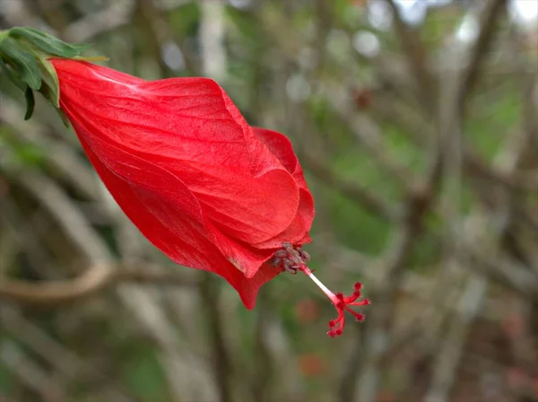 Kapalı Kırmızı Balmumu Yaprakları Malvaviscus Arboreus Çiçekleri Bahçede Bulanık Arka — Stok fotoğraf
