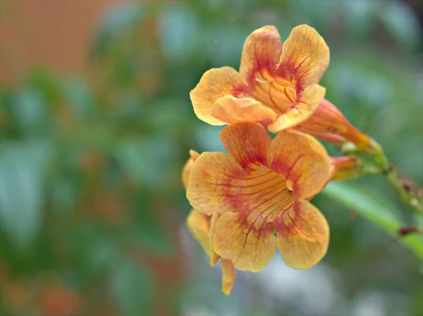 Closeup Amarelo Laranja Tecoma Stans Plantas Flores Trumpetbushes Jardim Com — Fotografia de Stock