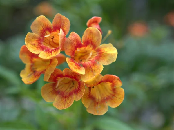 Closeup Žlutá Oranžová Tecoma Stans Trumpetbushes Květiny Rostlin Zahradě Rozmazaným — Stock fotografie