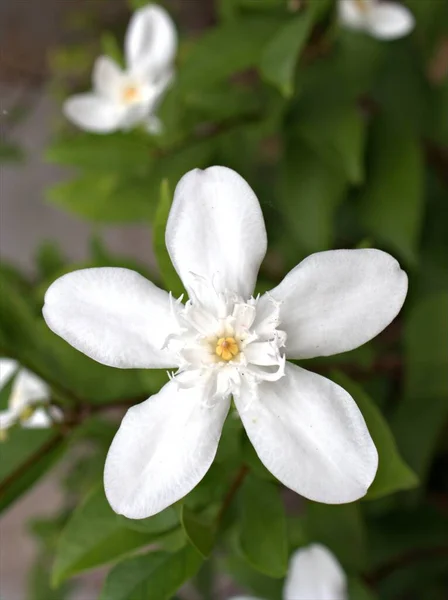 Крупный План Белый Жасмин Райтия Antidysenterica Цветочные Растения Саду Зеленым — стоковое фото