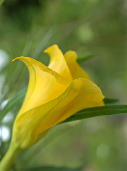Closeup Yellow Petals Cascabela Thevetia Plants Garden Blurred Background Macro — Stock Photo, Image