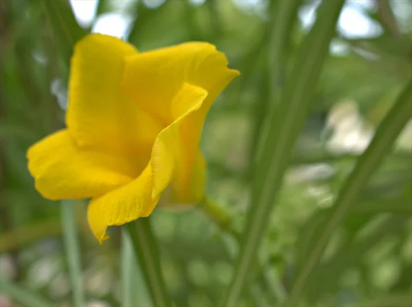 Close Gele Bloemblaadjes Van Cascabela Thevetia Planten Tuin Met Wazige — Stockfoto