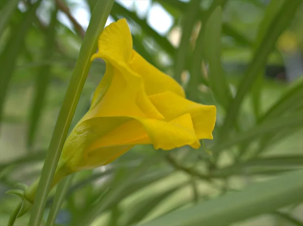 Closeup Yellow Petals Cascabela Thevetia Plants Garden Blurred Background Macro — Stock Photo, Image