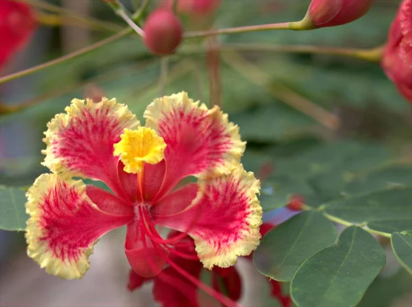 Closeup Červená Royal Poinciana Caesalpinioideae Květinové Rostliny Zahradě Měkkým Ostřením — Stock fotografie
