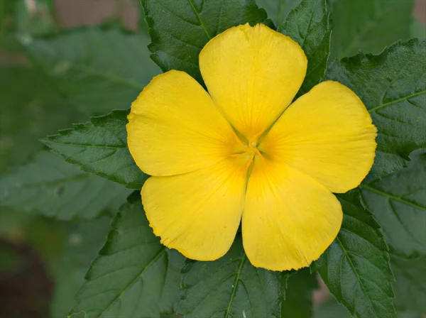 Detailní Rozmazané Žluté Okvětní Lístky Květin Turnera Ulmifolia Zahradě Rozmazaným — Stock fotografie