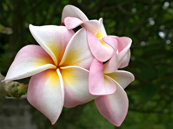 Detailní Makro Bílá Růžová Frangipani Plumeria Květinové Rostliny Zahradě Sluncem — Stock fotografie