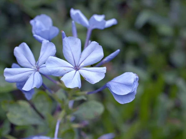 Nahaufnahme Blau Plumbago Auriculata Blume Garten Mit Verschwommenem Hintergrund Makrobild — Stockfoto