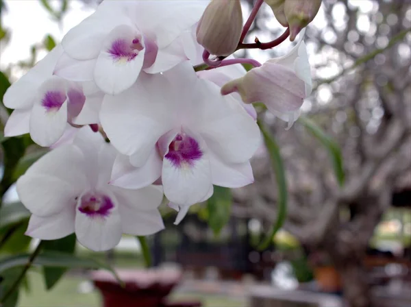 Closeup Macro White Orquídeas Traça Orquídea Fogão Dendrobium Bigibbum Plantas — Fotografia de Stock