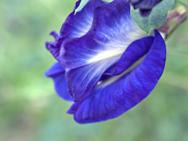 Closeup Flor Azul Pigeonwings Asiático Clitoria Ternatea Plantas Ervilha Borboleta — Fotografia de Stock