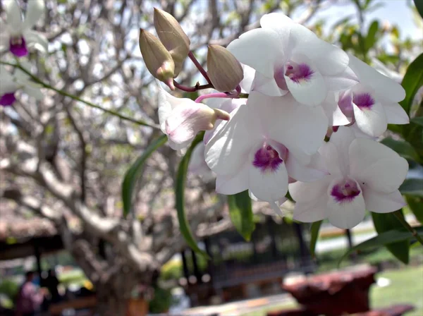 Closeup Macro White Orquídeas Traça Orquídea Fogão Dendrobium Bigibbum Plantas — Fotografia de Stock