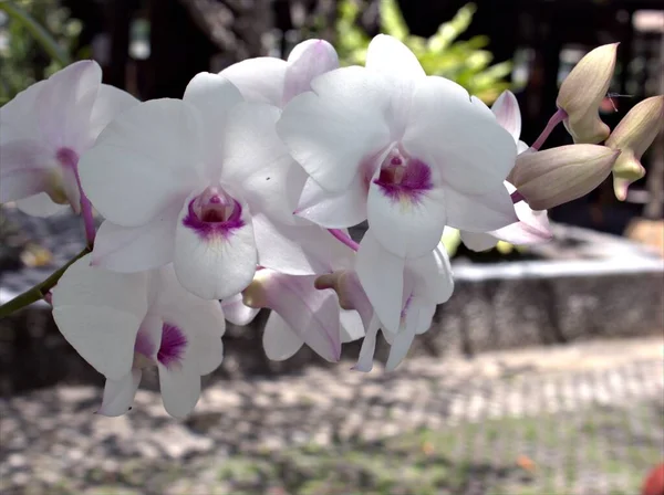 Detailní Makro Bílá Moth Orchideje Vaření Město Orchidej Dendrobium Bigibbum — Stock fotografie
