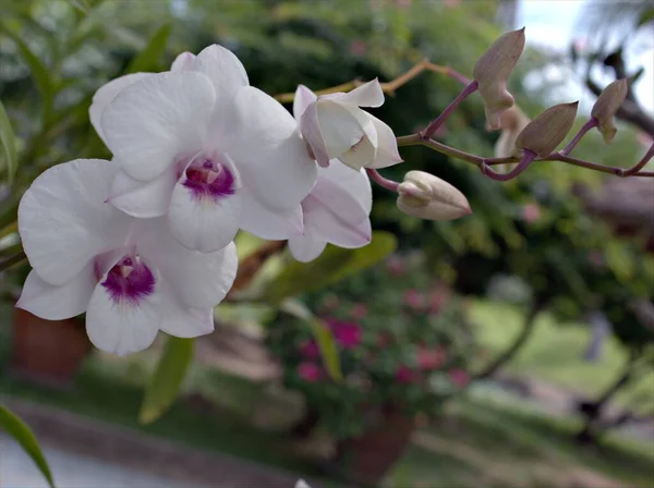閉鎖マクロ白蛾蘭 調理町蘭 Dendrobium Bigibbub蘭の花の植物と庭で柔らかい焦点 背景がぼやけて — ストック写真
