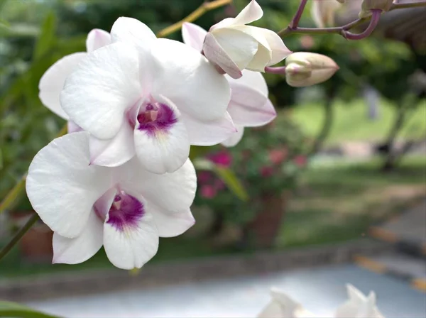 Detailní Makro Bílá Moth Orchideje Vaření Město Orchidej Dendrobium Bigibbum — Stock fotografie