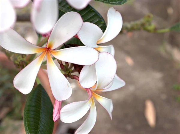 Detailní Makro Bílá Růžová Frangipani Plumeria Květinové Rostliny Zahradě Sluncem — Stock fotografie