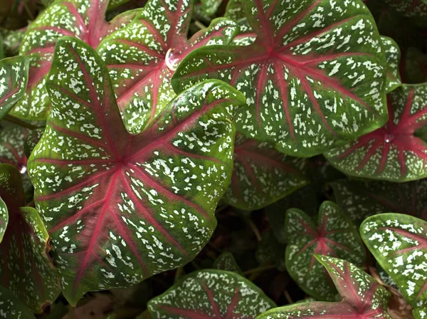 Caladium Bicolor 정원에 식물의 — 스톡 사진