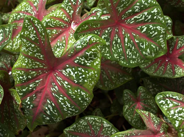 Gröna Blad Caladium Bicolor Hjärtat Jesus Växter Trädgården För Bakgrund — Stockfoto